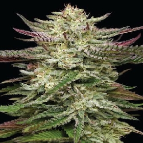 Humboldt Headband Auto > Humboldt Seed Company
